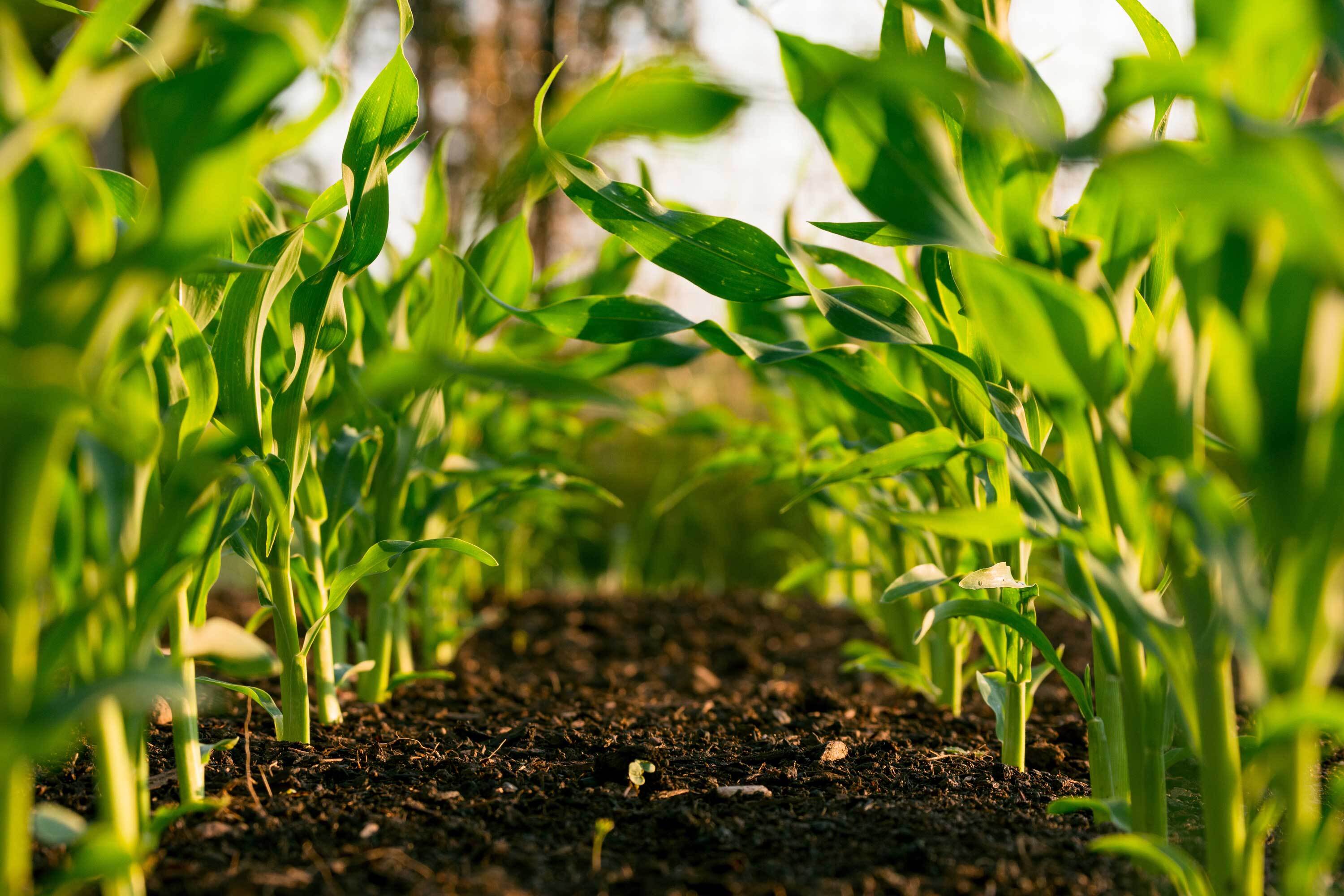 Agriculture et élevage, exemple de partenariat agricole.